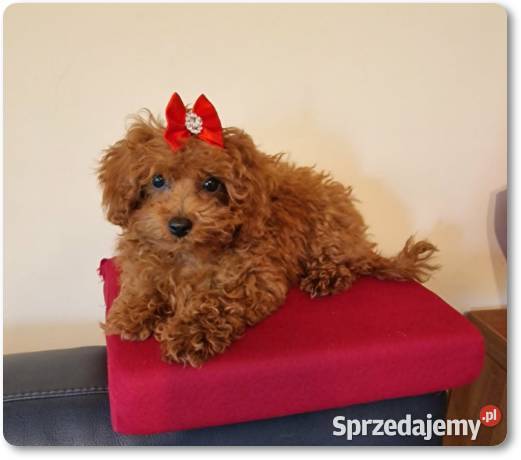 Pudel Toy Miniaturka śliczna suczka red
