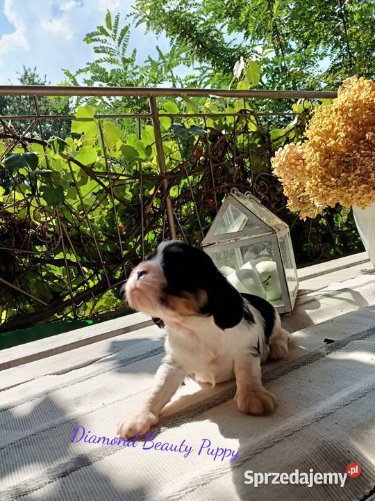 Szczenięta Cavalier King Charles spaniel suczki