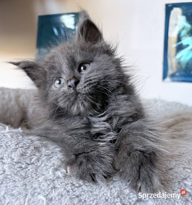 Maine Coon kocięta dolnośląskie Wińsko sprzedam