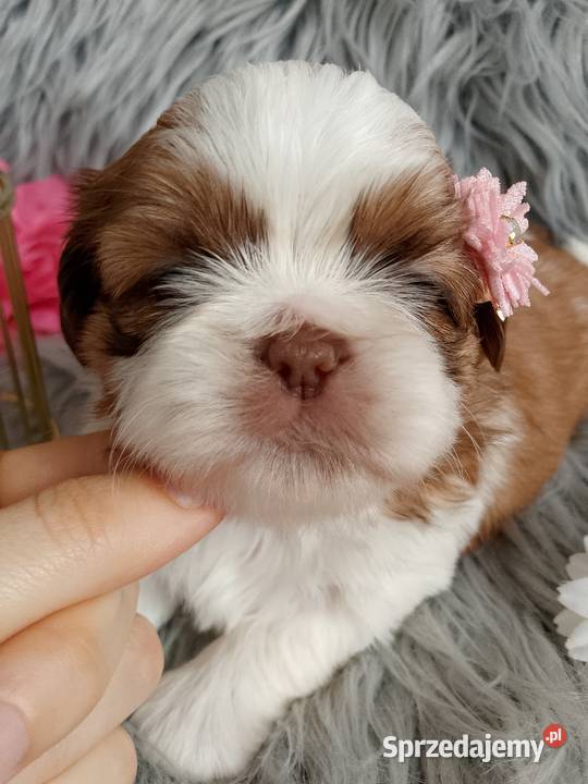 Suczka rasy ShihTzu biało złota Namysłów