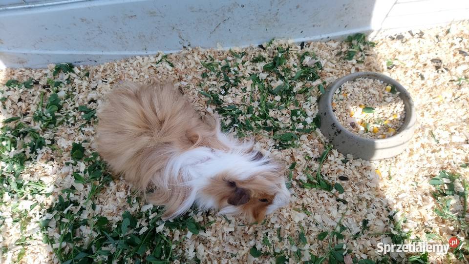 Świnki morskie rozetki Zamość