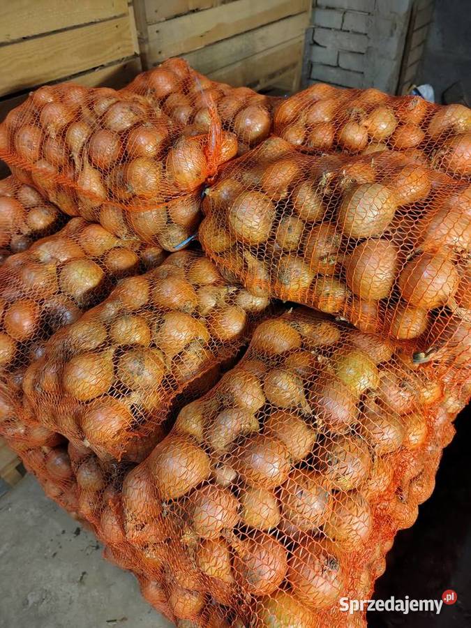 Cebula z siewu wiosennego Kamienica sprzedam
