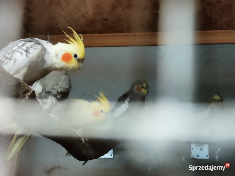 Sprzedam samca rozelli królewskiej z 2024 roku 4 podkarpackie Lipa