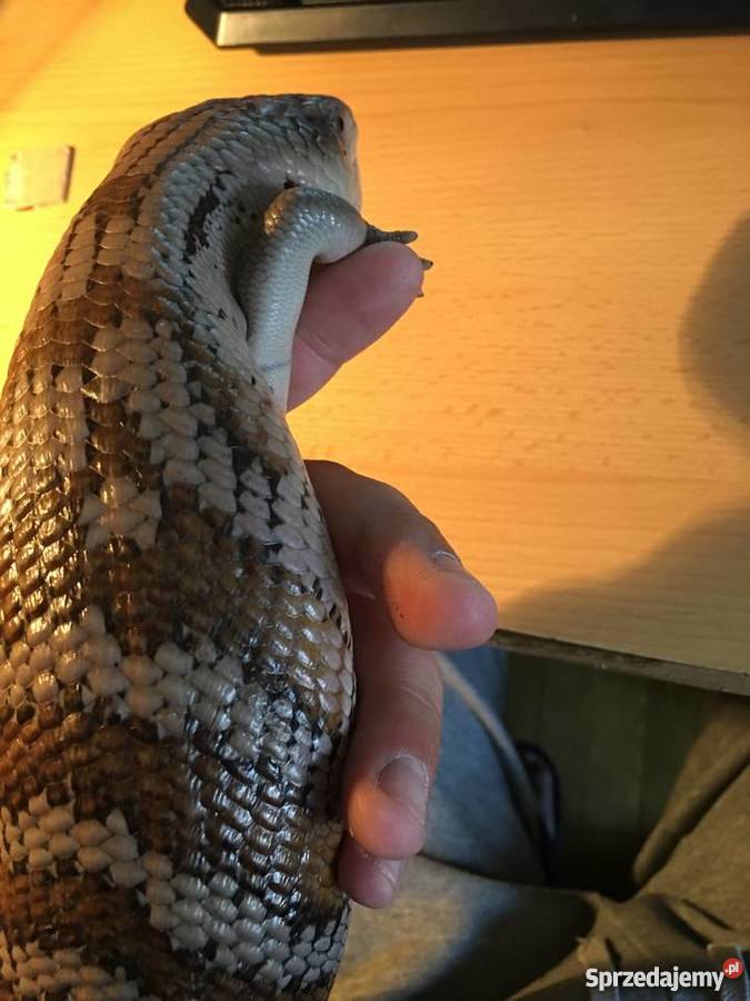 Scynk olbrzymi tiliqua sp irian jaya zamienię Tarnów
