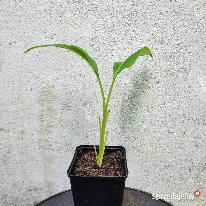 Musa sikkimensis sadzonka 2030 z doniczką mazowieckie