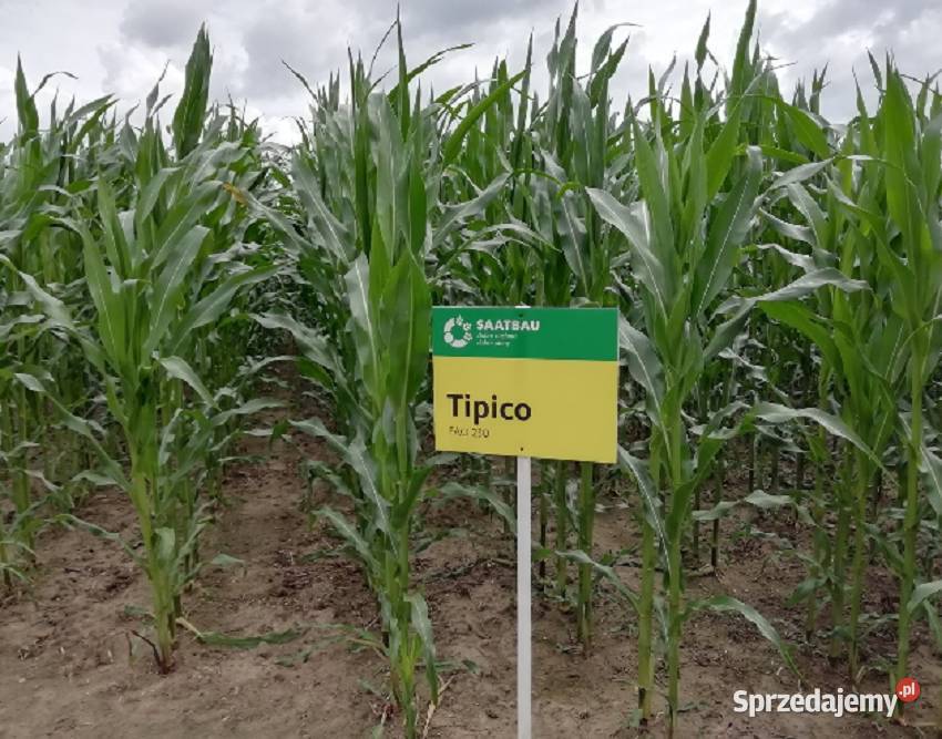 Kukurydza TIPICO wczesna odmiana kiszonkowa Kościelna Wieś
