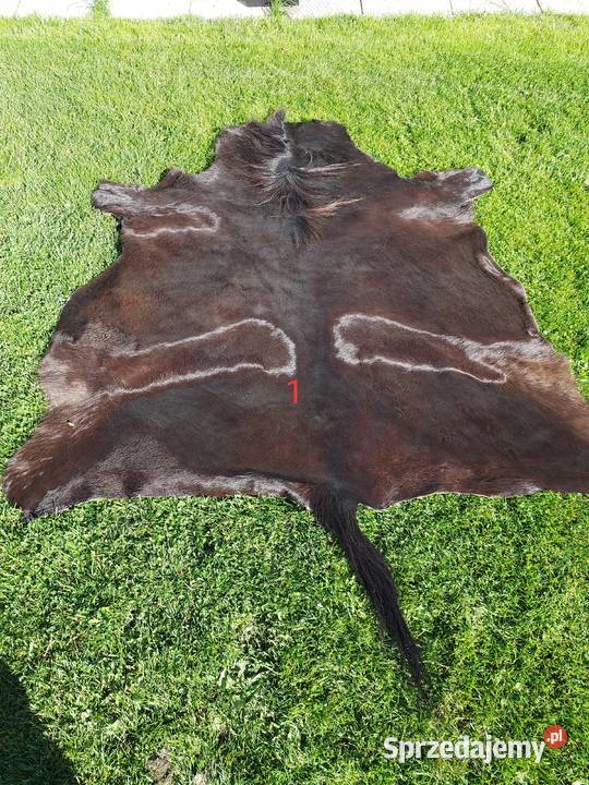 Skóra Naturalna z Konia Skóra Dekoracyjna Źrebak Szaflary