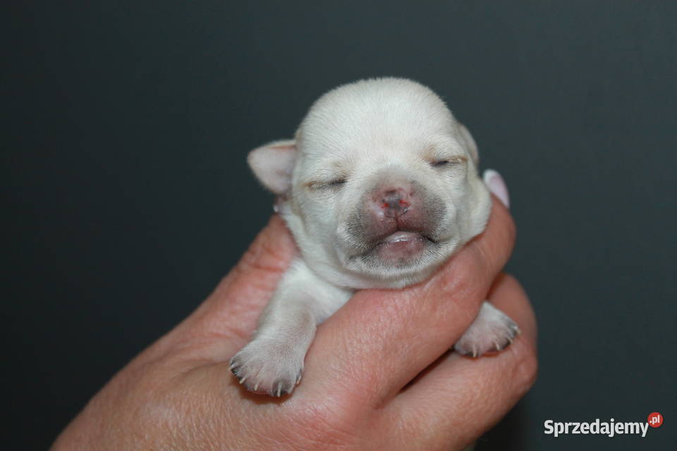 Chihuahua krótkowłosa dziewczynka ZKwP FCI Chihuahua Świnoujście sprzedam