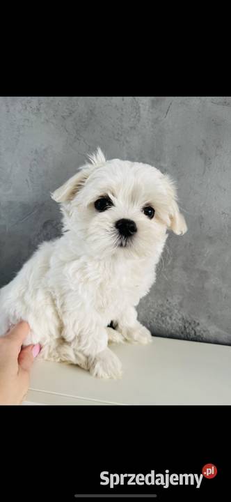 Śliczna suczka odbiór 0312 Wągrowiec