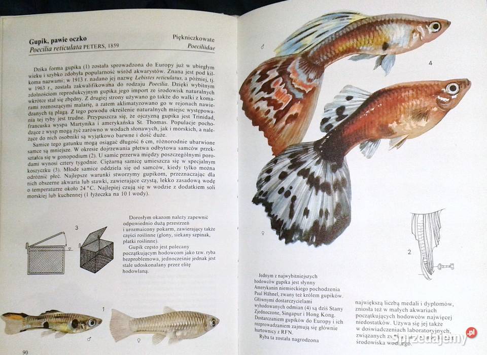 Ryby akwariowe Ivan Petrovicky Rok wydania 1990 Chełm