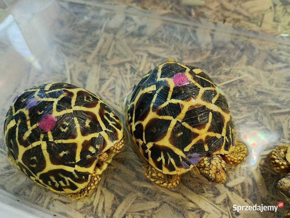 Żółw gwiaździsty lądowy Geochelone elegans Gady i płazy Bielsko-Biała