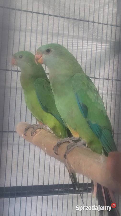 Papugi barabandy małopolskie Wieliczka