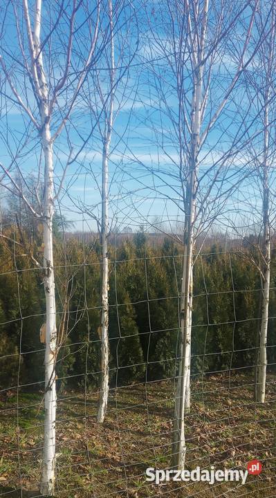 brzoza pożyteczna Doorenbos obwód 1218 małopolskie Skała