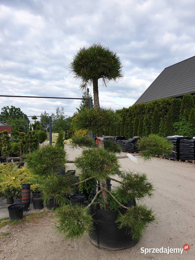 BONSAI z Sosny Czarnej HIT Rydzyny