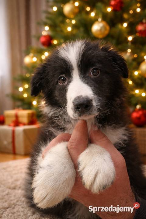 Border collie czarnobiały Pozostałe małopolskie sprzedam