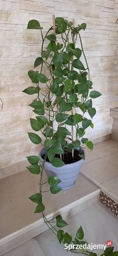 Epipremnium złociste Goleniów