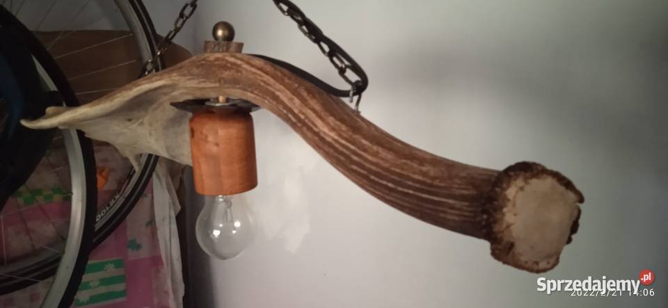 Niepowtarzalna lampa wisząca z poroża daniela Gniezno