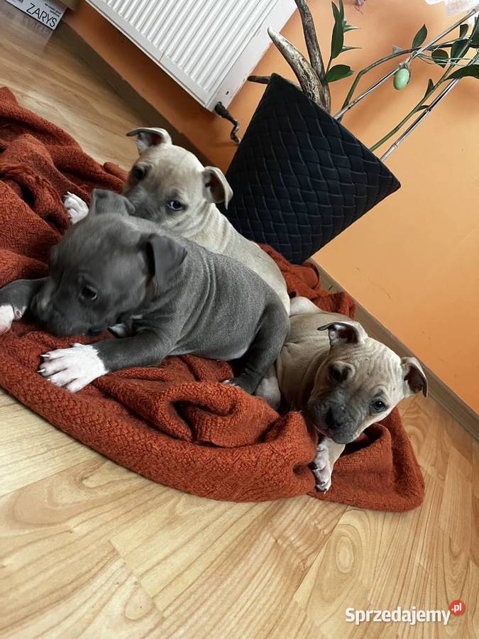 Sprzedam Amstaff Jastków