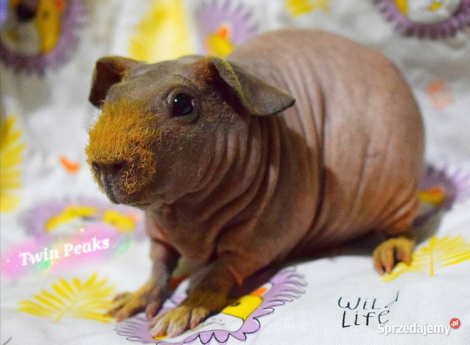 Świnka morska świnka skinny Rasowa rodowód Świdnica sprzedam