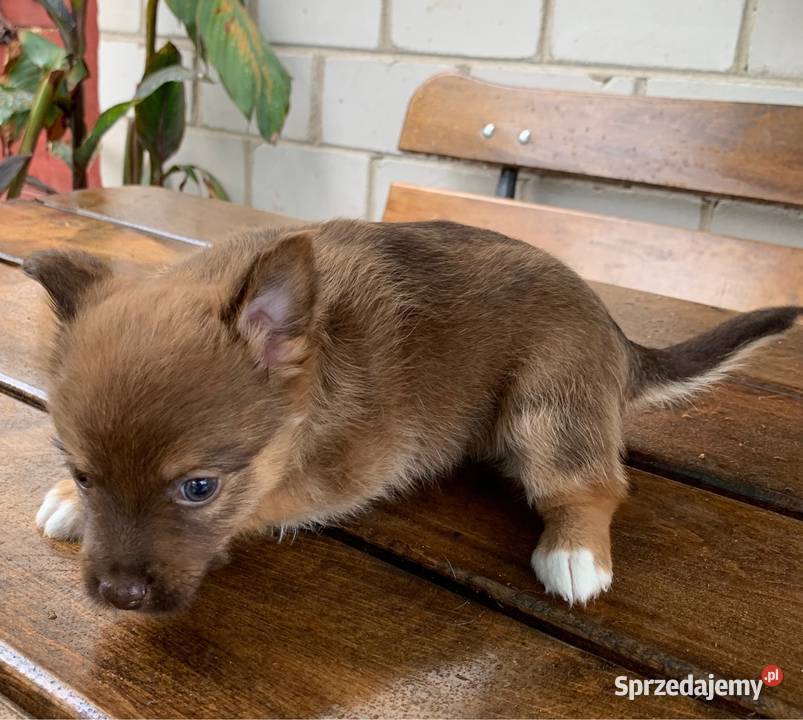 Piesek tata chihuahua mama york Leoncin