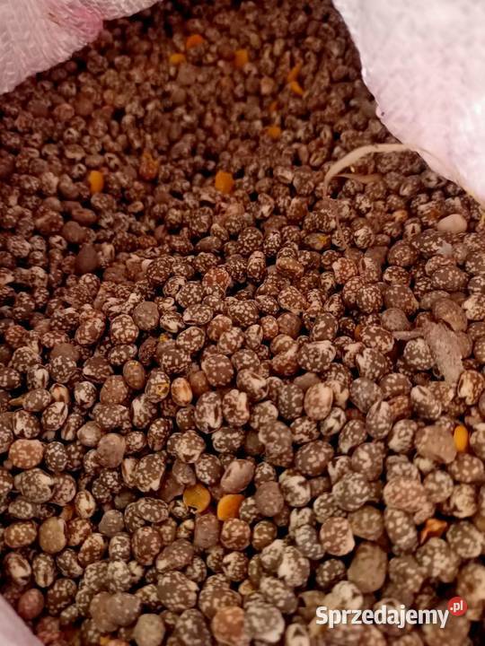 łubin niebieski Sanniki sprzedam