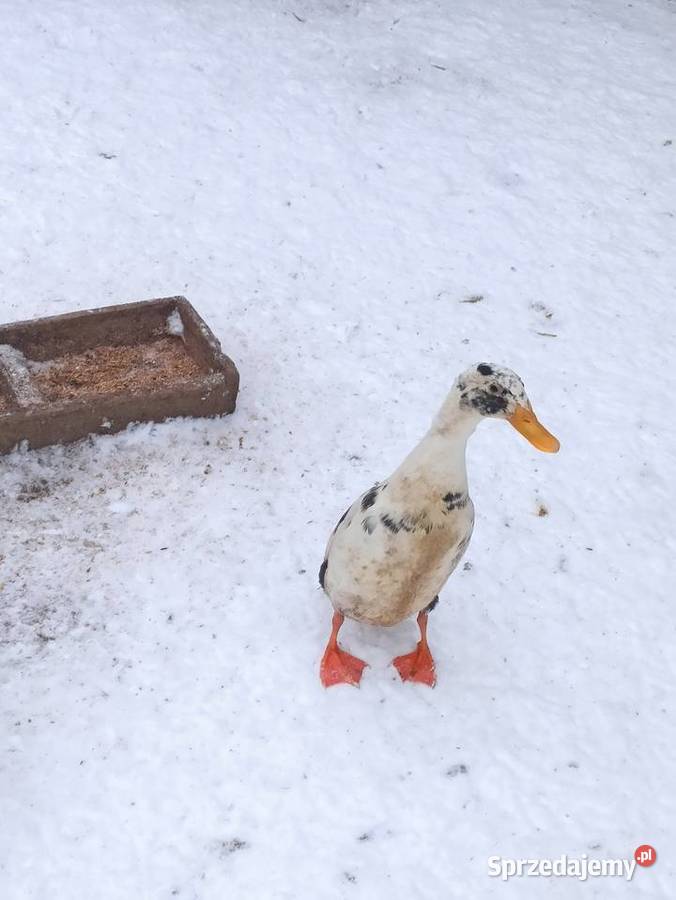 Kaczki biegusy biegusy indyjskie