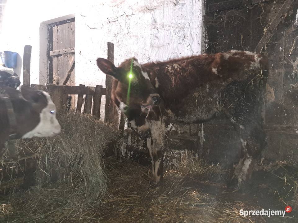 Trzy jałoszki i byczek żarloki Czyżew sprzedam