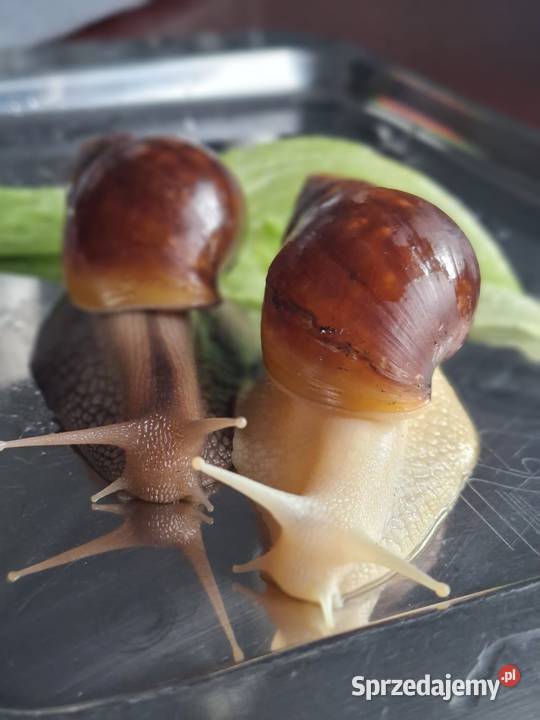 Sprzedam Ślimaki afrykańskie Lissachatina Rybnik sprzedam