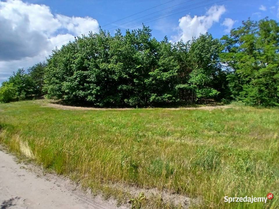 Sprzedam Racięcice sprzedam