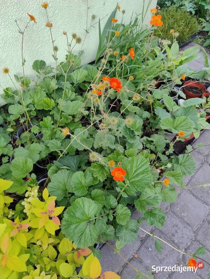 Nadwyżka z ogrodu roślin wieloletnich Liściaste Nisko