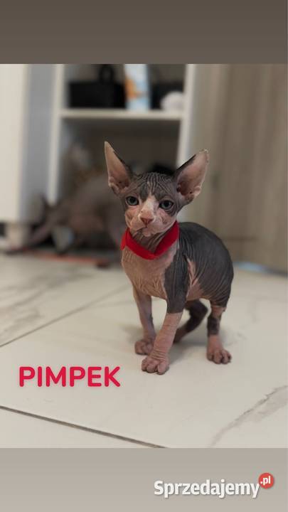 kot sfinks kotka kocur Skuszew