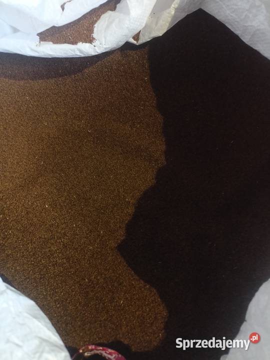 Wiesiołek nasiona wiesiołka