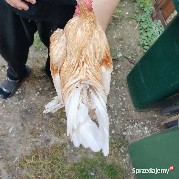 Sprzedam koguta karzełka łapciatego sprzedam