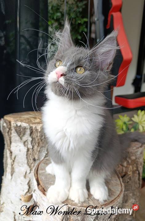 duży niebieski z białym Maine Coon FPL Gdańsk
