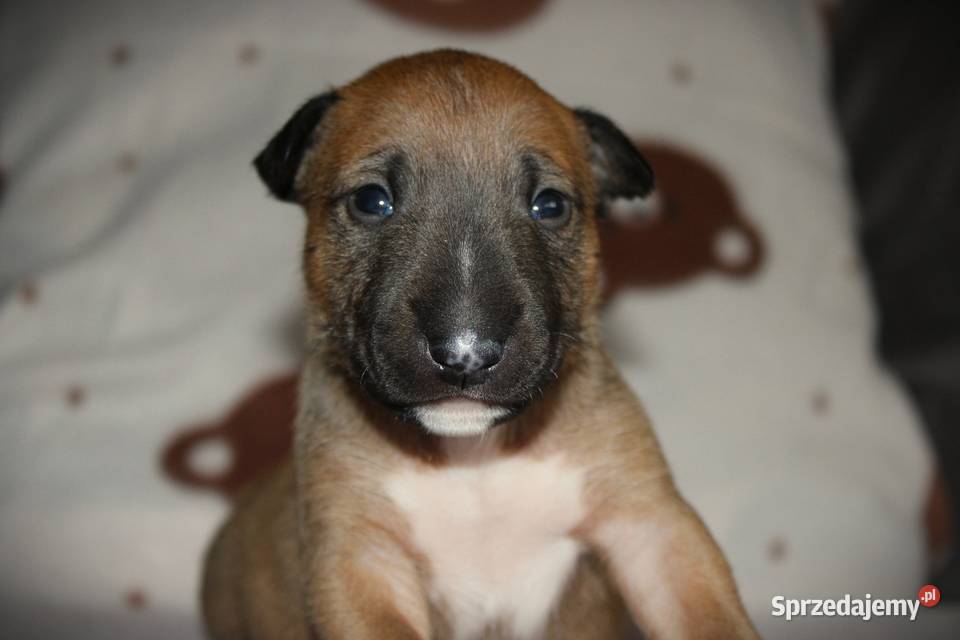 Bulterier miniaturowy Szczenięta ZKwP FCI