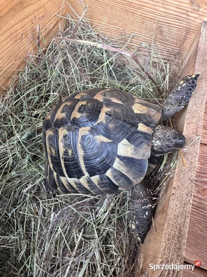 sprzedam żółwia lądowego greckiego 6 letni