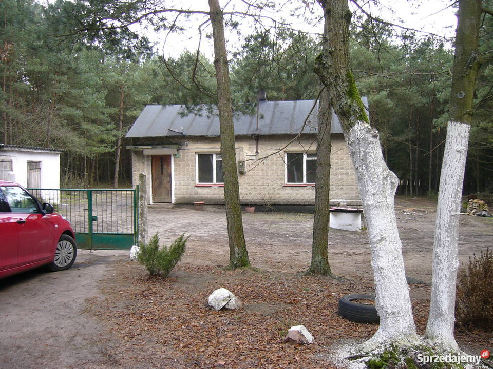 Siedlisko w lesie Gostynin