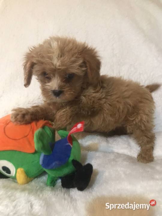 Cavapoo szczeniaki malutkie Pozostałe Wrocław
