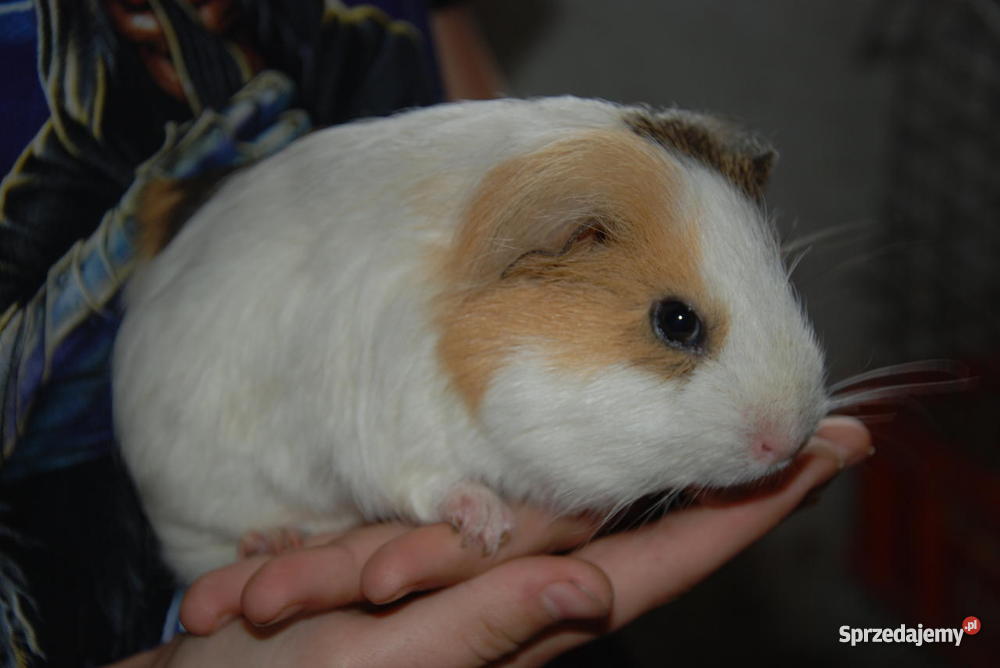 Świnka morska SAMICZKA Pozostałe dolnośląskie Targoszyn