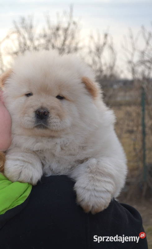 CHOW CHOW ŚLICZNE DO ODBIORU GOTOWE Łódź