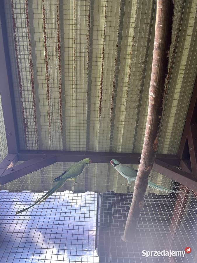 Papugi aleksandretty obrożne Limanowa sprzedam