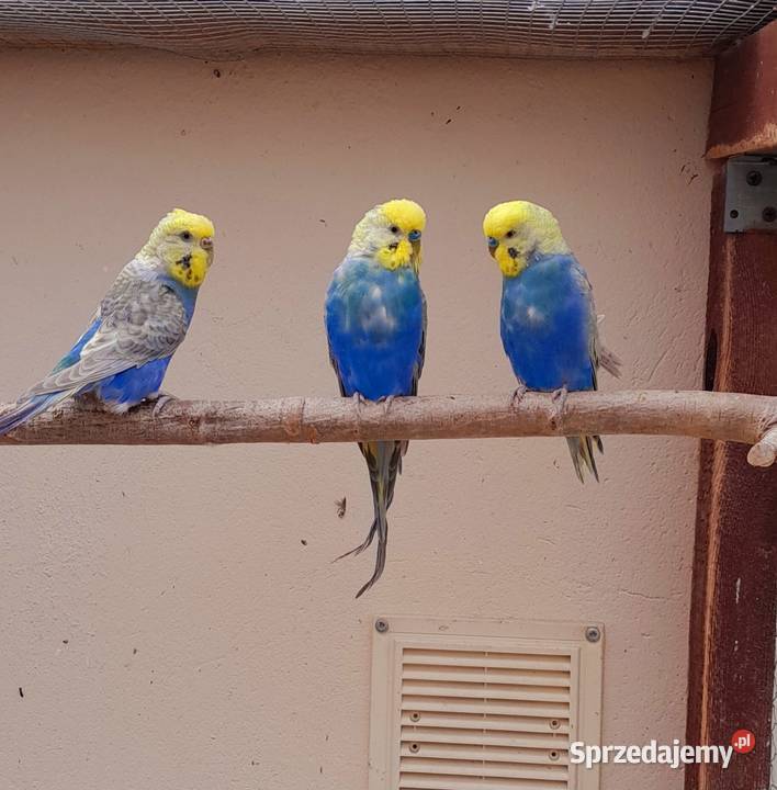 Sprzedam swiergotki nierozłączki nimfy faliste Ostrów Wielkopolski