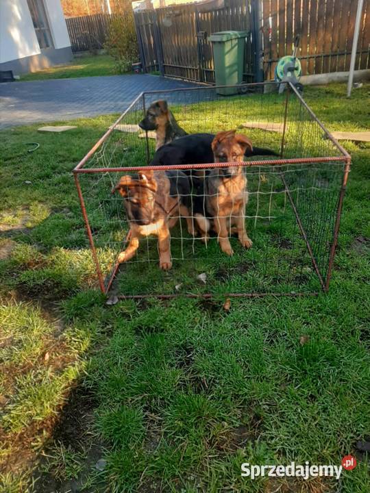 Owczarek niemiecki krótkowłosy małopolskie Bukowno