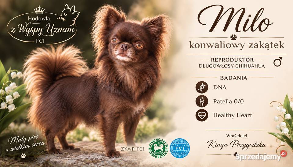 Długowłosy czekoladowy reproduktor chihuahua Chihuahua Świnoujście