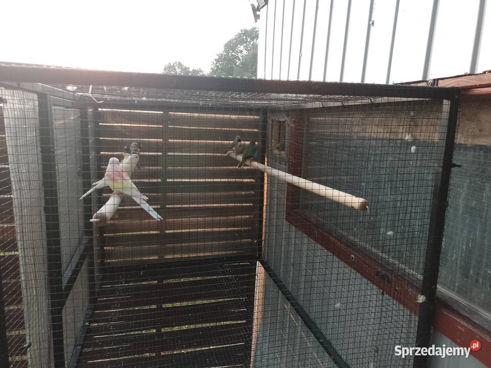 Lilianka rubino Bochnia