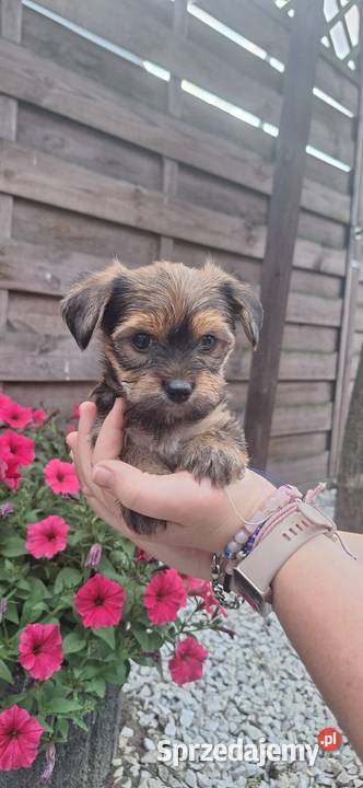 York terrier chłopczyk Chróścin