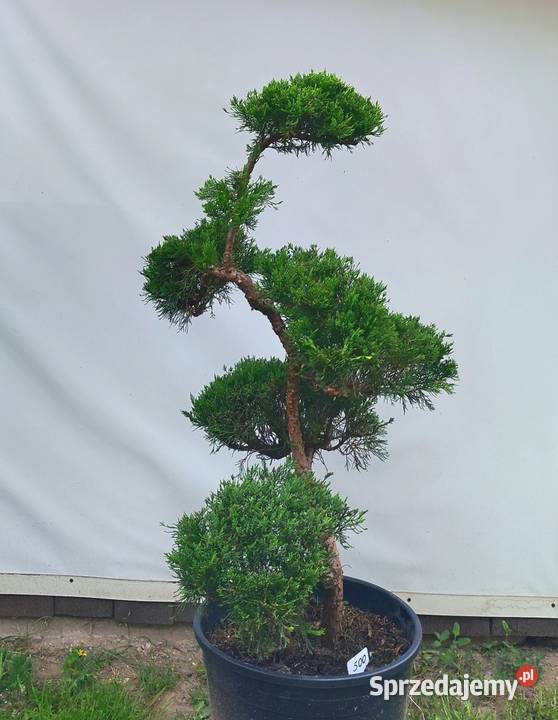 Bonsai Niwaki jałowiec sabiński TAMARISCIFOLIA Medynia Łańcucka