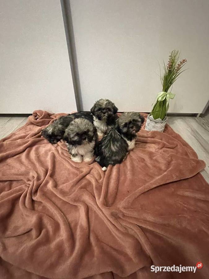 Śliczne szczeniaki Shih Tzu