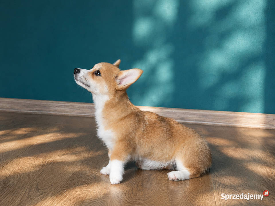 Welsh Corgi Pembroke Dziewczynka Kraków