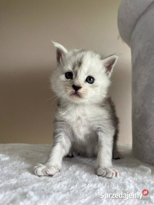 Jaskier kocur Maine Coon Koty kujawsko-pomorskie Szembruk sprzedam